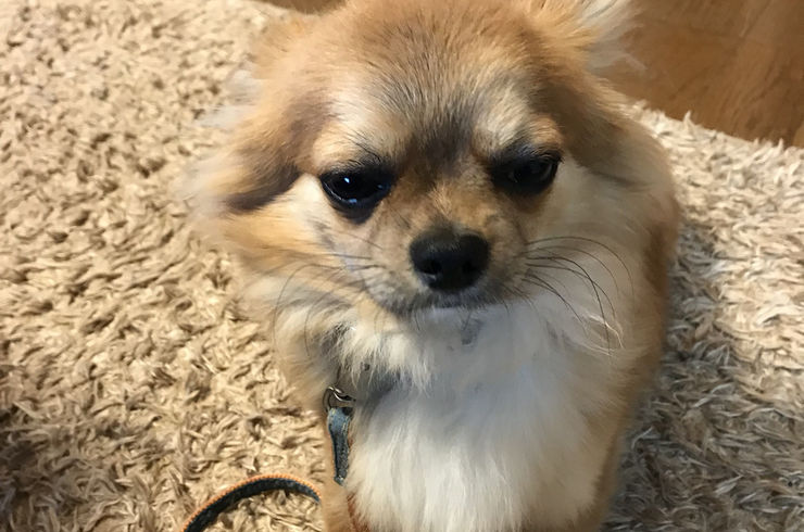 相談コース(1回約1時間)　2回目以降																																																	