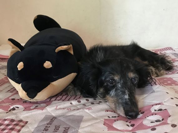 ドッグスクール吉岡写真