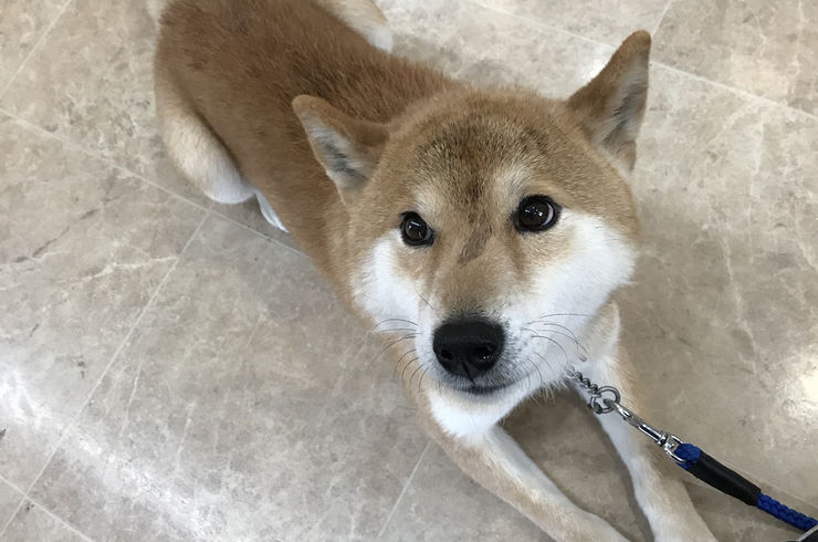 預かり訓練　月額																																																	