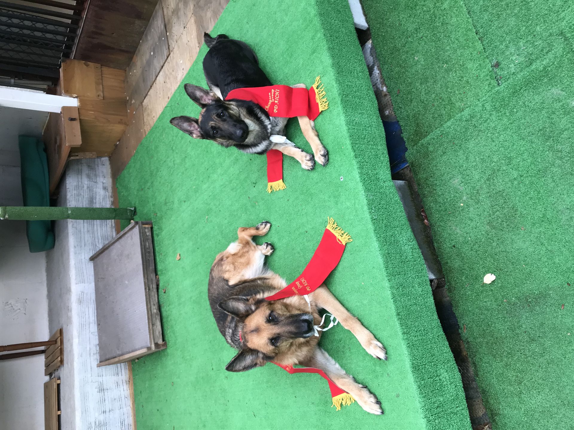 ドッグスクール