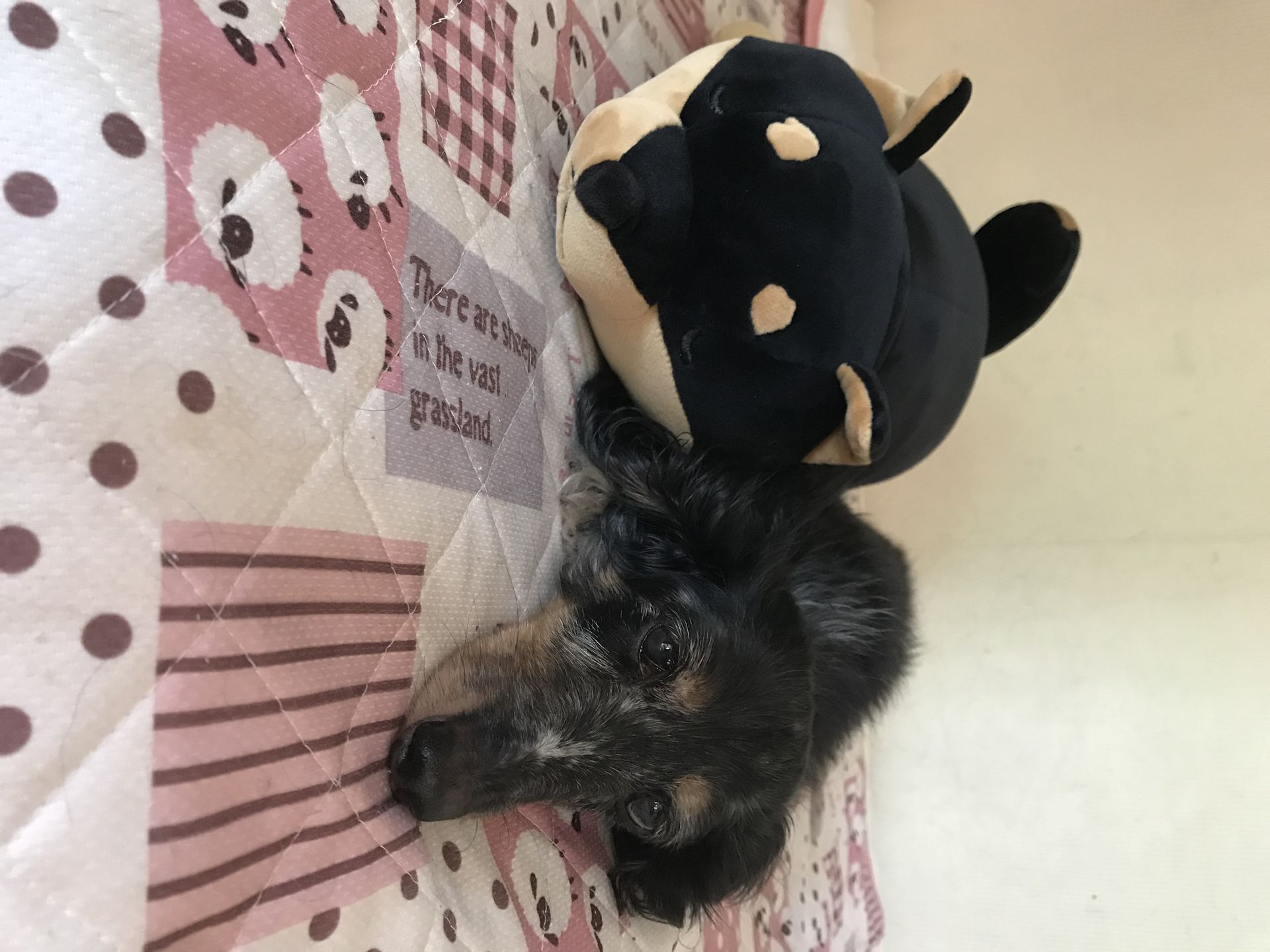 福岡のドッグスクール吉岡に子犬のしつけをお任せください