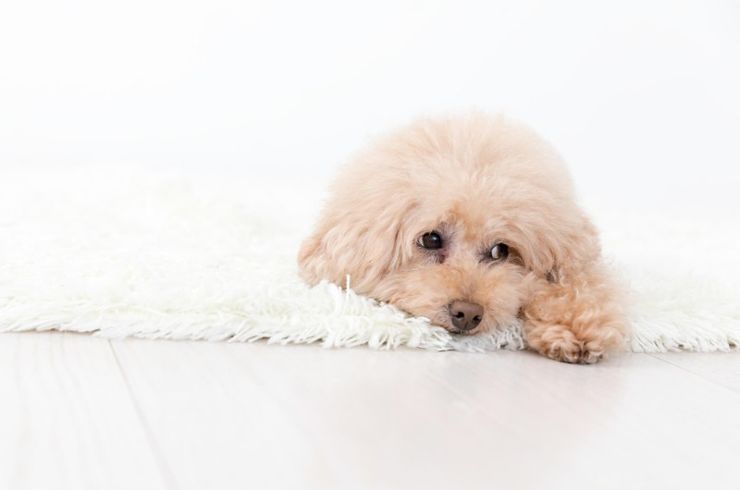 ドッグスクール