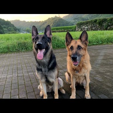 福岡で犬のしつけならドッグスクール吉岡にご相談ください