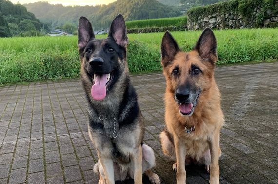 福岡で犬のしつけならドッグスクール吉岡にご相談ください