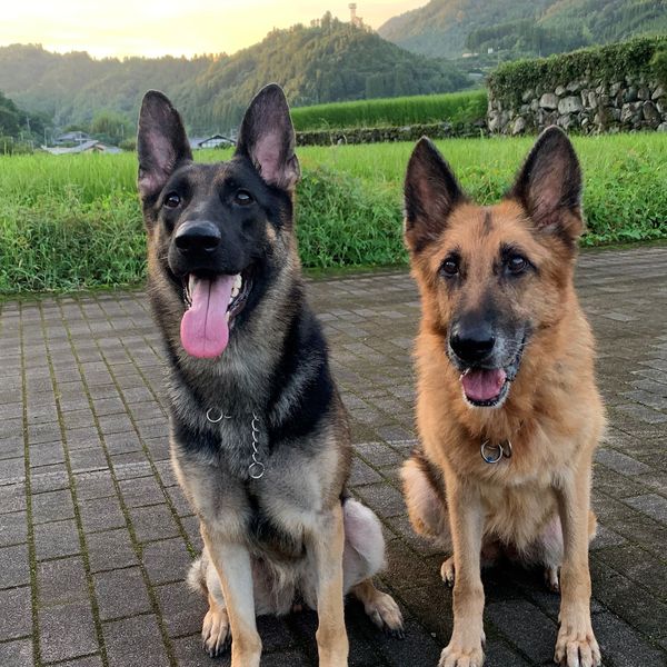 福岡で犬のしつけならドッグスクール吉岡にご相談ください