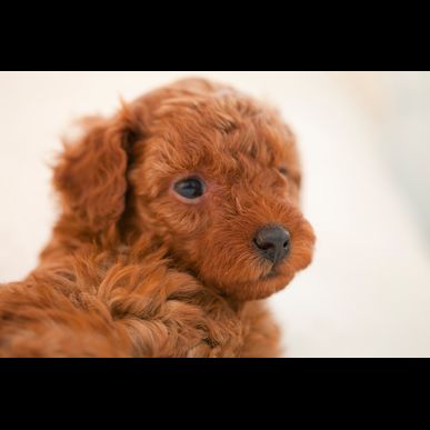 福岡で子犬の訓練ならドッグスクール吉岡をご利用ください