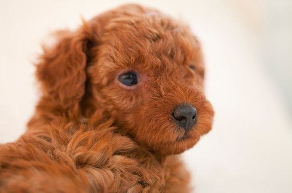 福岡で子犬の訓練ならドッグスクール吉岡をご利用ください