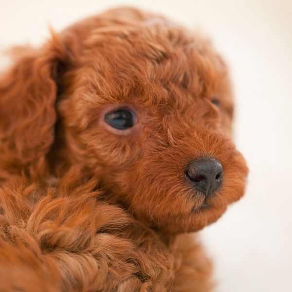 福岡で子犬の訓練ならドッグスクール吉岡をご利用ください