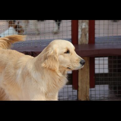 福岡で出張のドッグスクールなら当校にご連絡ください