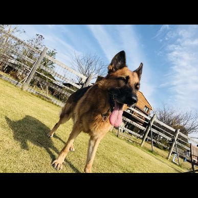 福岡の当ドッグスクールがご自宅を訪問して訓練いたします