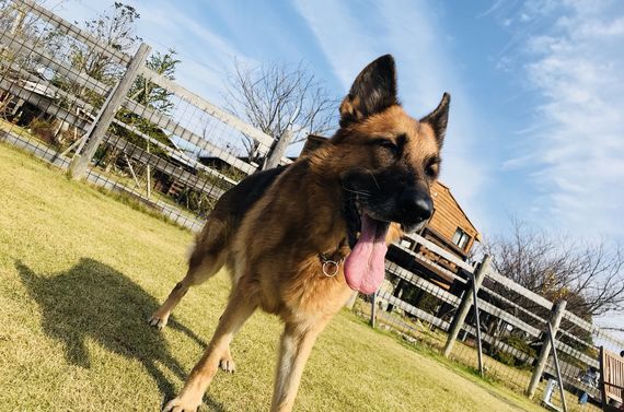 福岡の当ドッグスクールがご自宅を訪問して訓練いたします