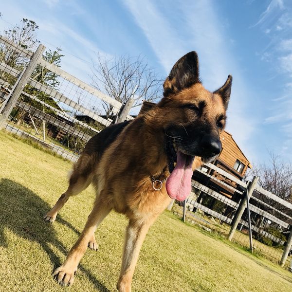 福岡の当ドッグスクールがご自宅を訪問して訓練いたします