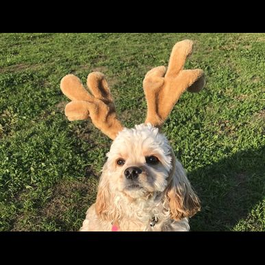 福岡でしつけの相談なら当ドッグスクールをご利用ください