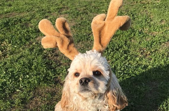 福岡でしつけの相談なら当ドッグスクールをご利用ください