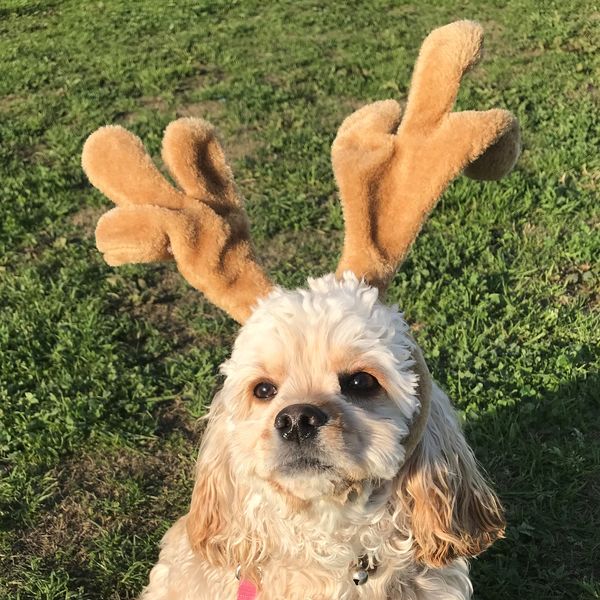 福岡でしつけの相談なら当ドッグスクールをご利用ください