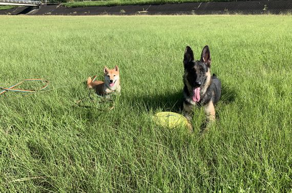福岡で噛み癖のお悩みなら当ドッグスクールをご利用ください