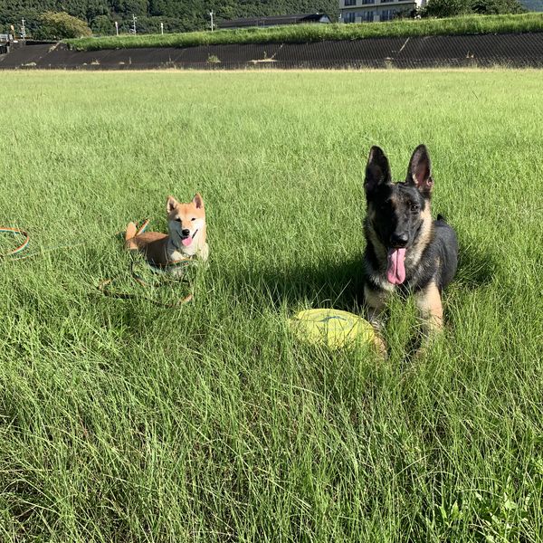 福岡で噛み癖のお悩みなら当ドッグスクールをご利用ください