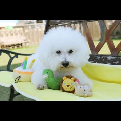 福岡でトイレの訓練なら当ドッグスクールをお試しください