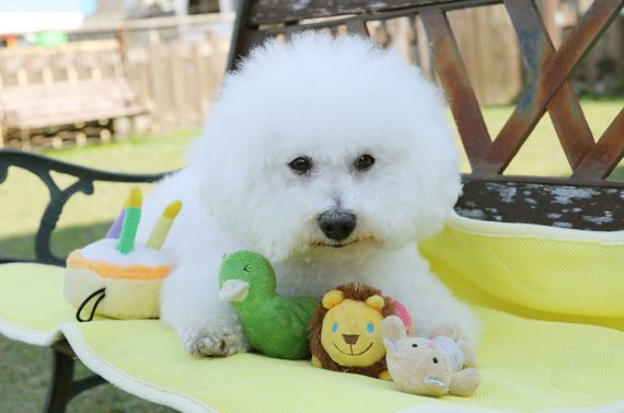 福岡でトイレの訓練なら当ドッグスクールをお試しください