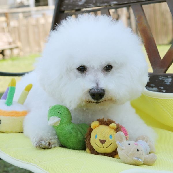 福岡でトイレの訓練なら当ドッグスクールをお試しください