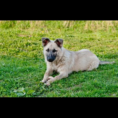 福岡でお座りの訓練も当ドッグスクールが対応します