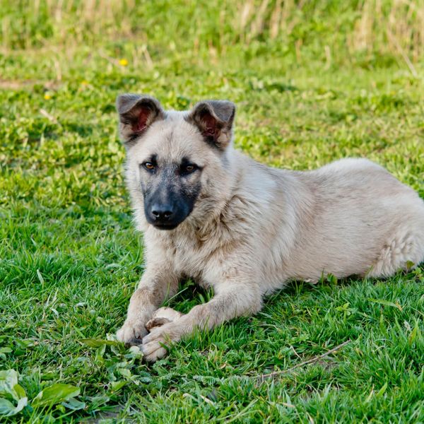 福岡でお座りの訓練も当ドッグスクールが対応します