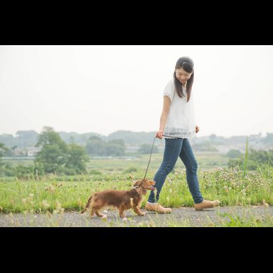 福岡で散歩の訓練ならドッグスクール吉岡にお任せください