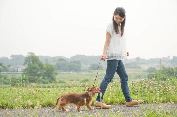 福岡で散歩の訓練ならドッグスクール吉岡にお任せください