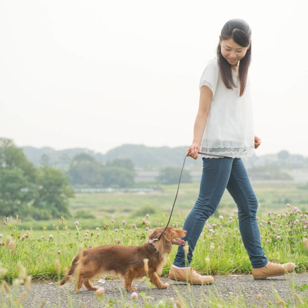 福岡で散歩の訓練ならドッグスクール吉岡にお任せください