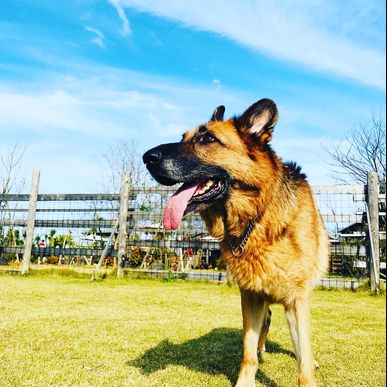 福岡で犬の訓練をお考えならドッグスクール吉岡へ