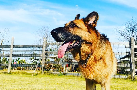 福岡で犬の訓練をお考えならドッグスクール吉岡へ